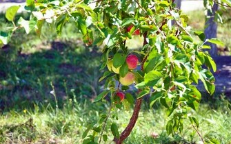 Apple Tree Wallpaper