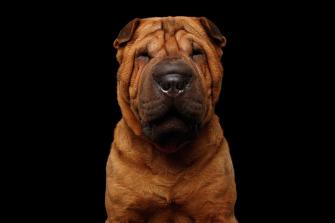 Sharpei Dog Isolated On Black Background Photograph By Sergey