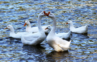 Birds Ducks Geese Goose Sea Swimming 4k Wallpaper