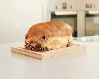 Funny Screensavers And Wallpaper