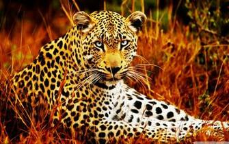 Tiger Drawing Effect 4k HD Desktop Wallpaper For Ultra Tv