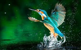 HD Kingfisher Bird Wallpaper HDwallsource