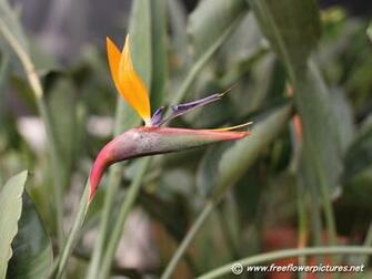 Bird Paradise Flower Indian Flowers Pictures Namesbird Of