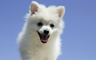 Pomeranian World Wallpaper Collection