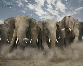 HD Wallpaper Elephant