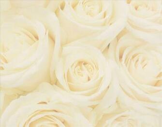 Pics Photos Related Pictures Wedding Roses Background