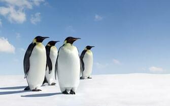 Penguins Wallpaper
