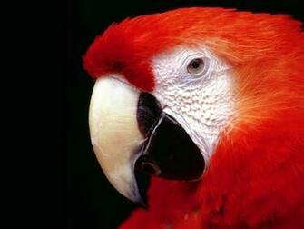 Parrot High Resolution Wallpaper HD