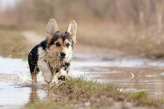Pin Welsh Corgi Cute Puppies Dog Wallpaper For Your Computer Desktop