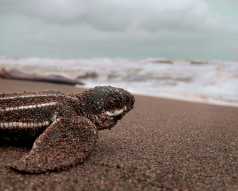 Baby Turtle Wallpaper