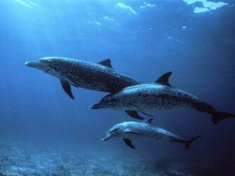Marine Life Wallpaper