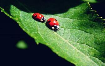 Ladybug Computer Wallpaper Desktop Background Id