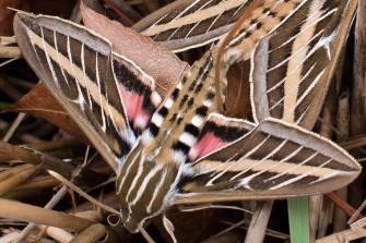 The Symbolic Power Of Plumeria And Sphinx Moths Wallpaper