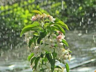 Moments Frozen In Time Dutch Sunshower