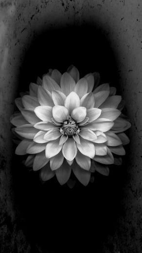 iPhone Plus Wallpaper Stock White Flower Ios