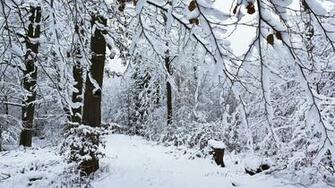 Winter Forest Desktop Pc And Mac Wallpaper