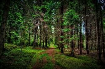 Pine Forest Wallpaper Zone Card From User Smuk