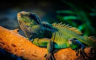 Iguana Wallpaper Asian Pretty HD