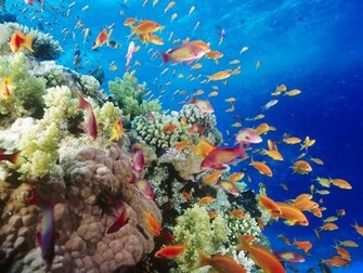 Fish Wallpaper Tropical