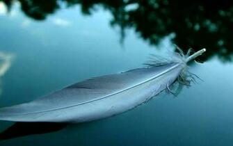 Wallpaper Feather Desktop