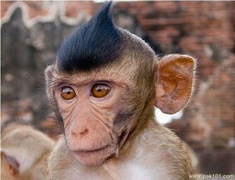 Funny Monkeys HD Wallpaper S Check Out