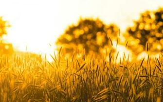 Nature Macro Wheat Rye Field Sun Tree Wallpaper