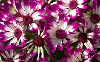 Beautiful Purple Flowers Wallpaper HD