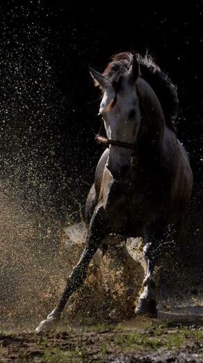 iPhone X Background 4k Horse Wallpaper