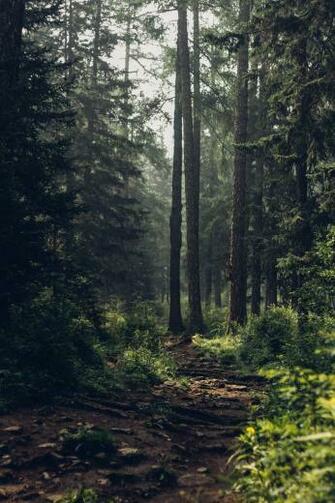 Stunning Forest Pictures Hq Image