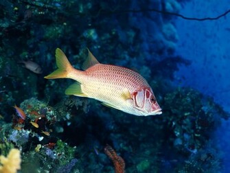 High Definition HD Wallpaper Underwater Set