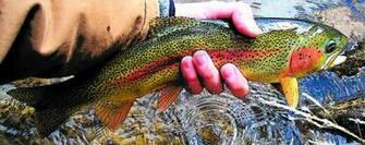 Rainbow Trout Wallpaper Cartoon Photo By