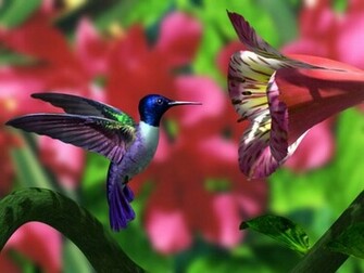 Hummingbird Wallpaper HD