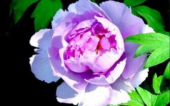 Peony Flower Wallpaper