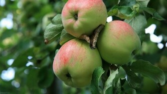 Apple Tree With Green Apples Food Wallpaper Fruit