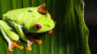 Green Frog With Red Eyes 4k Ultra HD