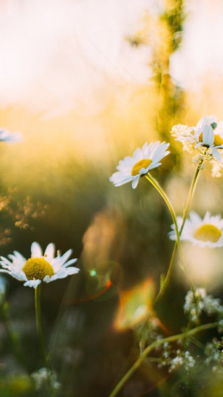 Top Ten Best Spring Wallpaper For iPhone X And