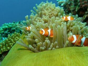 On October By Stephen Comments Off Clown Fish Wallpaper
