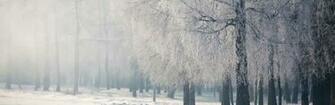 Wallpaper Birch Branches Frost Fog Cold Dual