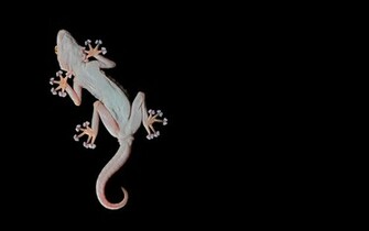 Gecko Computer Wallpaper Desktop Background Id