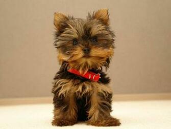 Yorkie Puppies1 Adorable Puppies Dogs Wallpaper Desktop