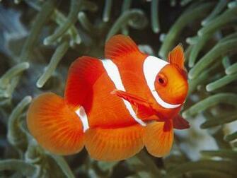 Fish Group Of Fishes Fore Types Clown