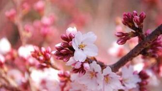 Cherry Blossom Desktop Background