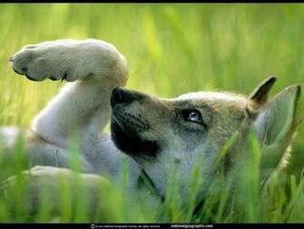 Mexican Wolf Pup Wolves Wallpaper