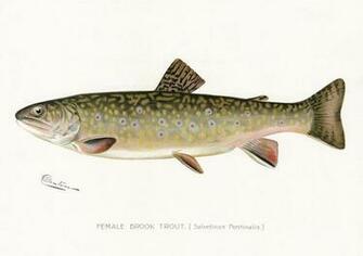 And Pictures Gift Shop Prints Denton Fish Brook Trout