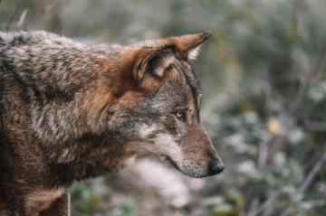 Best Wolf Pictures HD Image