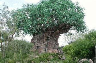 The Tree Of Life HD Wallpaper For
