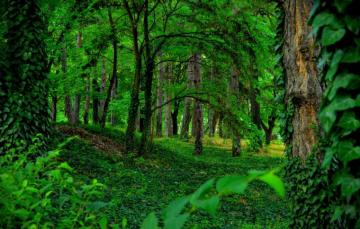 Wallpaper Greens Trees Forest Green Image For