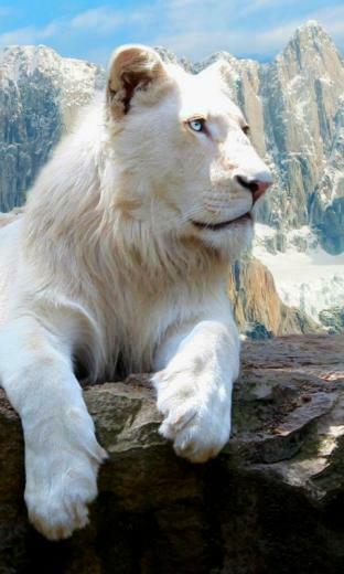 White Lion Cell Phone Wallpaper