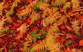 Fall Autumn Leaves Wallpaper For Desktop