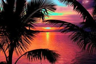 Amazing Beautiful Colorful Palm Trees Image On Favim